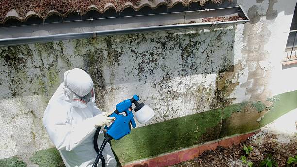 Top rated local Mold Inspection specialists in Dayton, TN